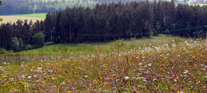 Bienensterben: Was die CSU dagegen unternimmt